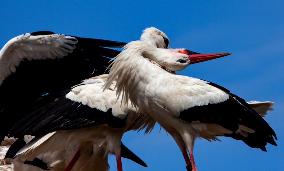 White Stork, Stork, Bird, Beak photo