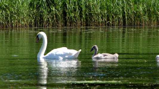 Swan, Bird, Water Bird, Waterway photo