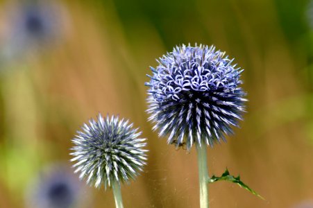 Thistle, Close Up, Flower, Plant photo