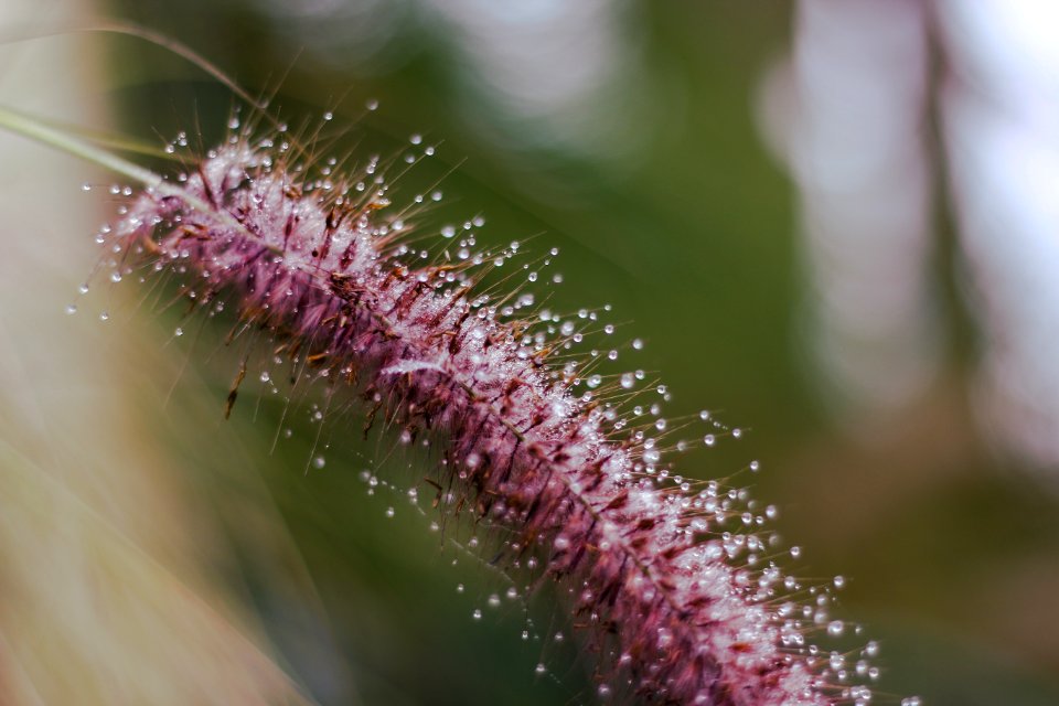 Close Up, Flora, Macro Photography, Flower