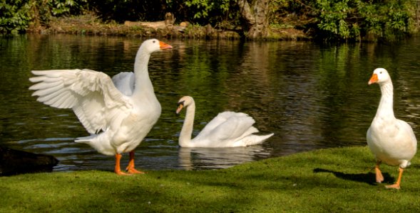 Water Bird, Bird, Ducks Geese And Swans, Pond photo