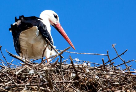 White Stork, Stork, Bird, Beak