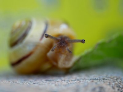 Snails And Slugs, Snail, Invertebrate, Molluscs