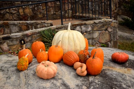 Pumpkin, Winter Squash, Cucurbita, Calabaza photo