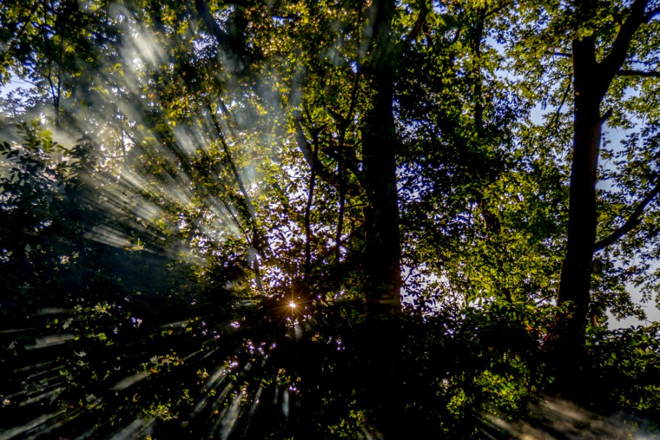 Nature, Tree, Vegetation, Woodland