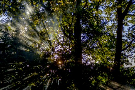 Nature, Tree, Vegetation, Woodland photo