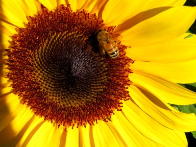 Sunflower, Flower, Honey Bee, Bee photo