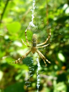 Spider, Orb Weaver Spider, Arachnid, Araneus