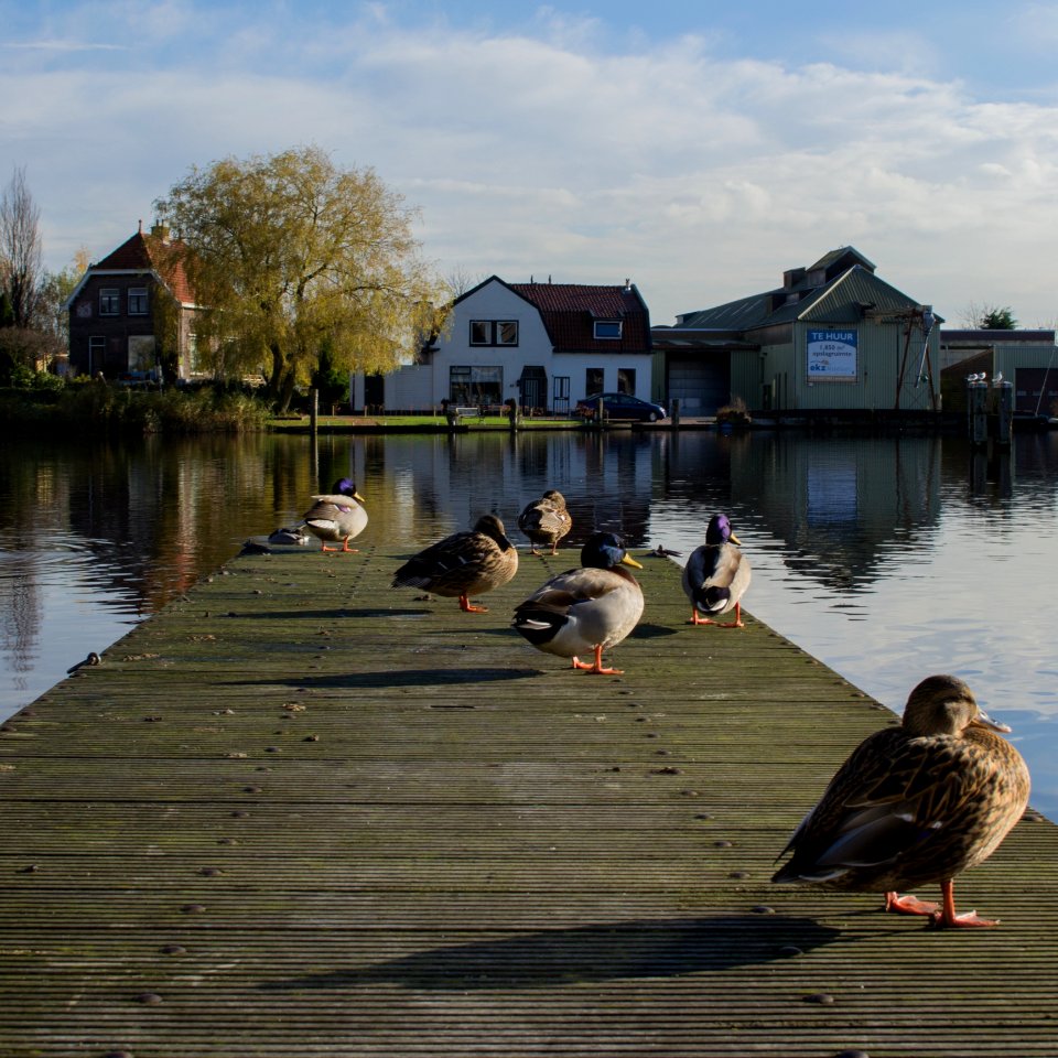 Waterway, Reflection, Water, Bird
