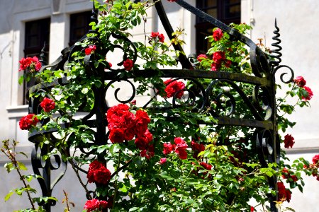 Flower, Flowering Plant, Plant, Rose Family photo