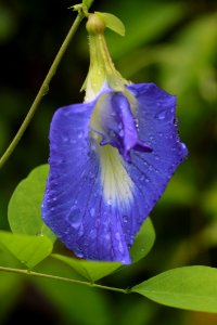 Flora, Flower, Plant, Wildflower