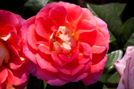 Flower, Rose, Rose Family, Pink