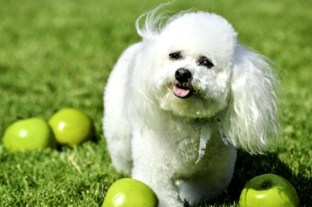 Dog Like Mammal, Dog Breed, Dog, Bichon Fris