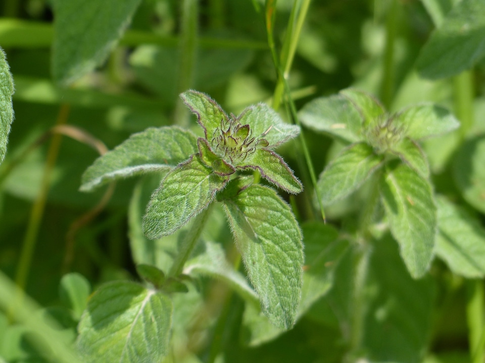 Lamiaceae wild herb culinary herbs