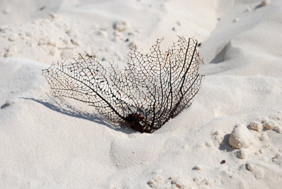 Snow, Freezing, Sand, Winter