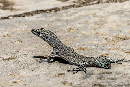 Reptile, Lizard, Scaled Reptile, Fauna photo