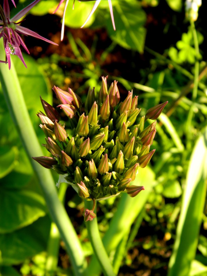 Plant, Flora, Flower, Grass