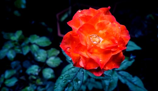 Rose, Flower, Rose Family, Floribunda