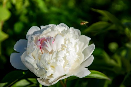 Flower, Plant, White, Flowering Plant