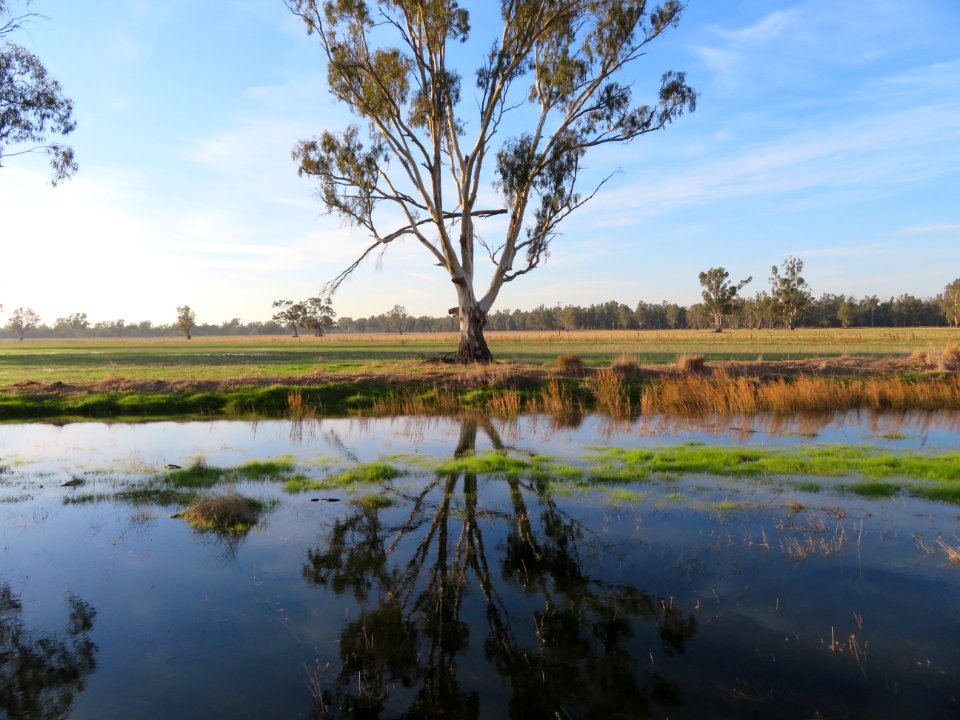 Reflection, Wetland, Water, Nature Reserve