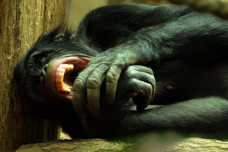 Chimpanzee zoo animal
