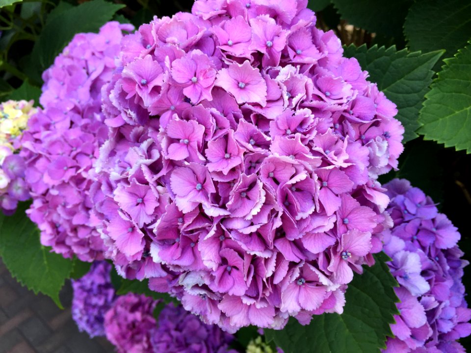Flower, Plant, Hydrangea, Pink