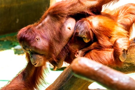 Orangutan, Mammal, Fauna, Great Ape photo