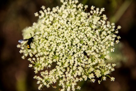 Flower, Cow Parsley, Flora, Plant