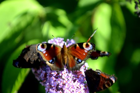 Butterfly, Insect, Moths And Butterflies, Brush Footed Butterfly