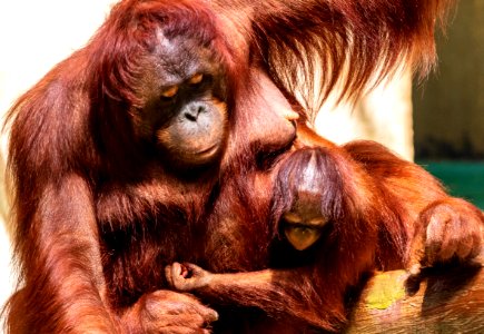 Orangutan, Mammal, Great Ape, Primate photo
