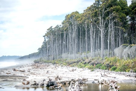 Nature Reserve, Shore, Water, Tree