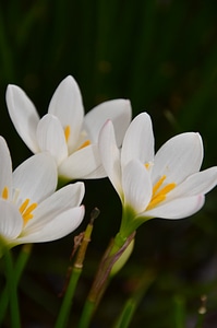 Blossom bloom petals photo