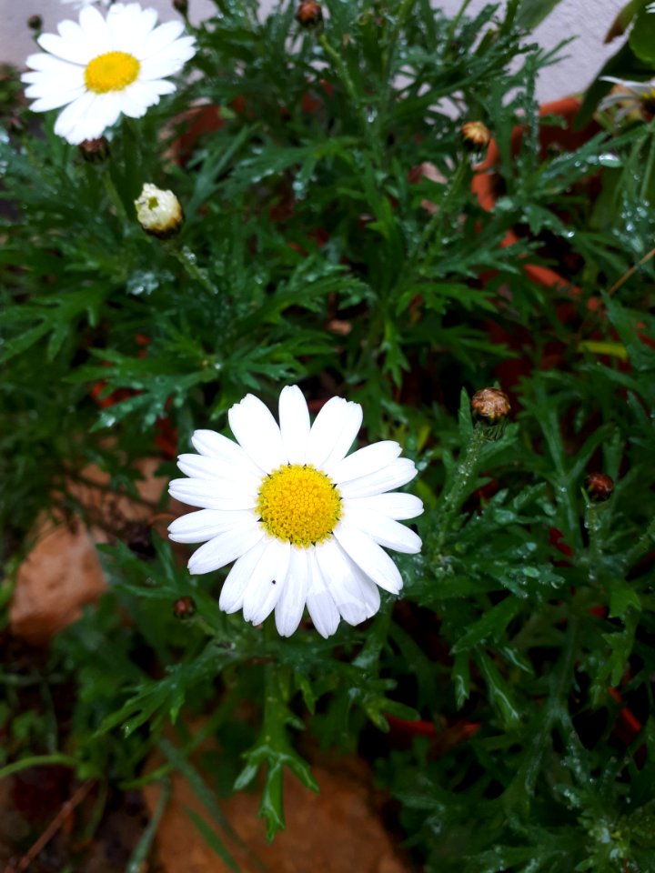 Flower, Oxeye Daisy, Chamaemelum Nobile, Plant