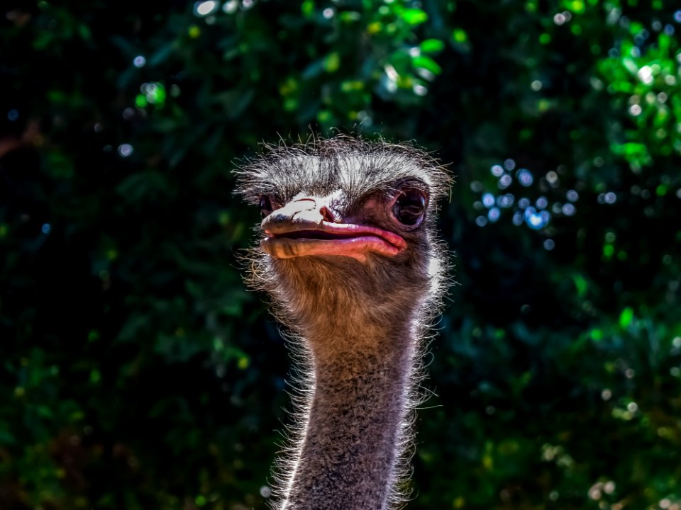 Ostrich, Ratite, Beak, Bird