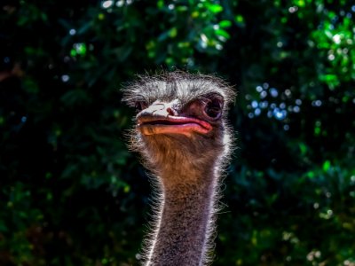 Ostrich, Ratite, Beak, Bird