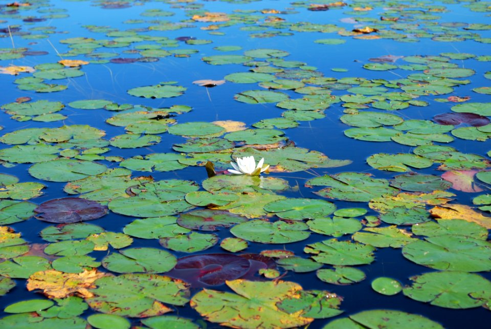 Water, Green, Leaf, Water Resources