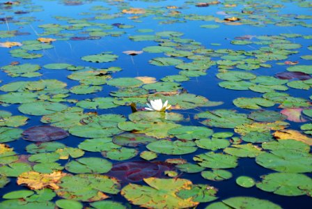 Water, Green, Leaf, Water Resources