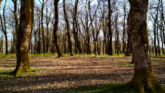 Woodland, Tree, Ecosystem, Grove