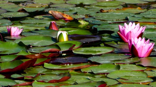 Plant, Flower, Water, Flora