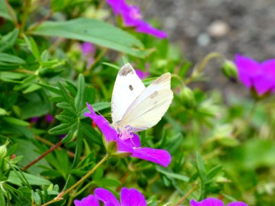 Butterfly, Moths And Butterflies, Insect, Pollinator