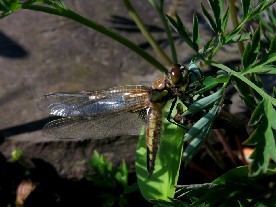 Insect, Dragonfly, Dragonflies And Damseflies, Invertebrate