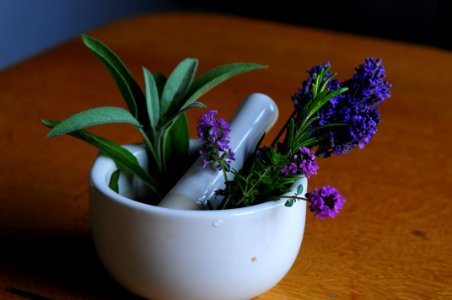 Plant, Flower, Flowerpot, Purple photo