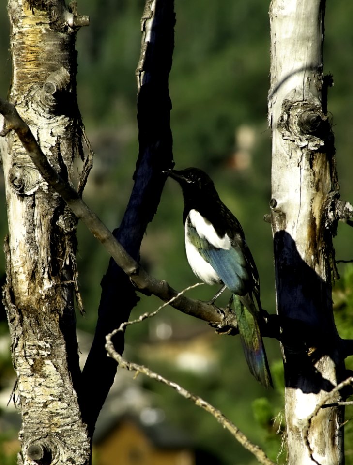 Bird, Fauna, Beak, Tree