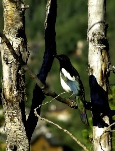 Bird, Fauna, Beak, Tree