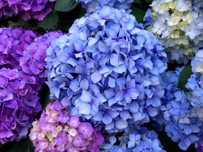 Flower, Blue, Plant, Flowering Plant photo