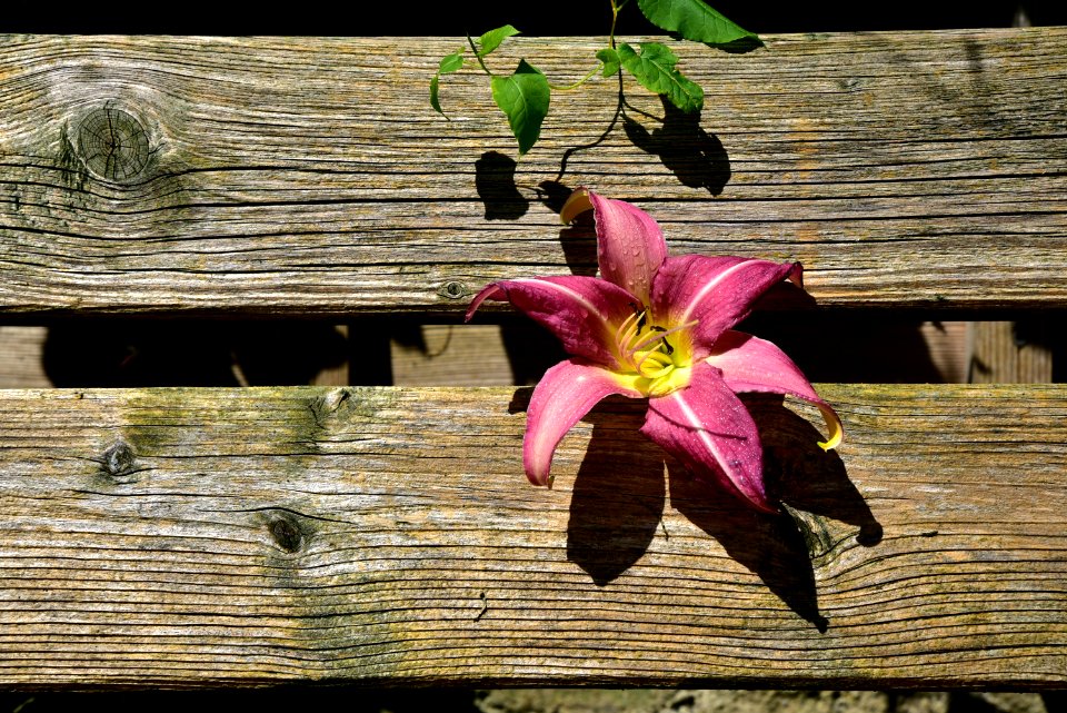 Flower, Pink, Flora, Plant