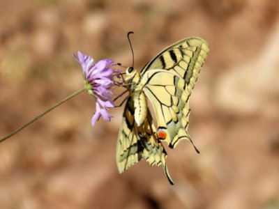 Butterfly, Moths And Butterflies, Insect, Brush Footed Butterfly