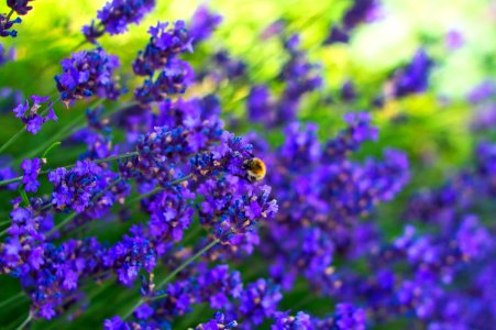 Blue, Purple, Flower, Lavender photo