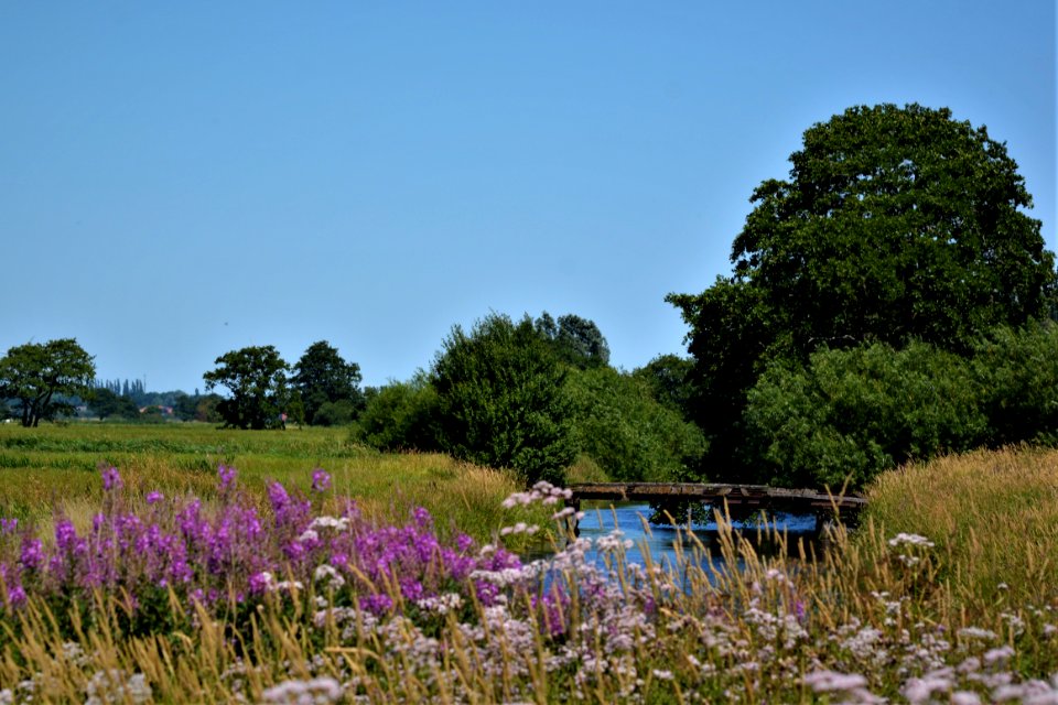 Nature, Vegetation, Sky, Plant