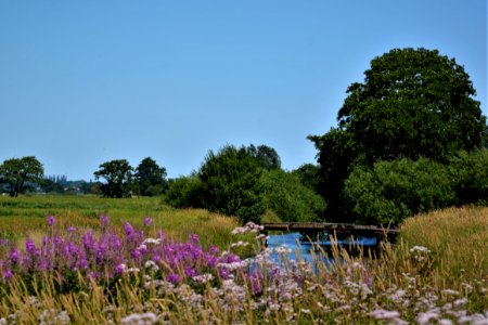 Nature, Vegetation, Sky, Plant